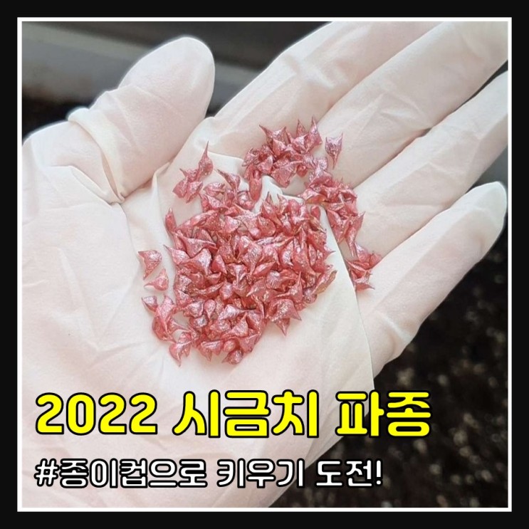 2022 시금치 키우기 (파종)
