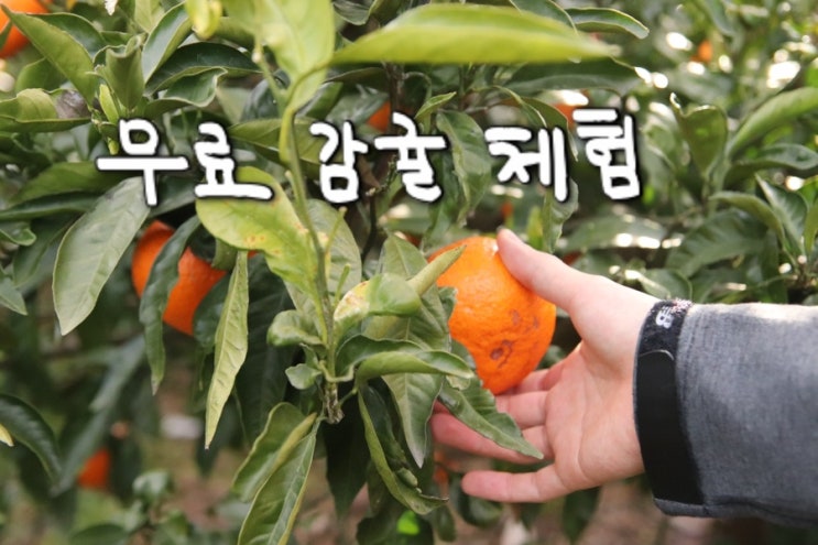  [숙박] 써니빌리지:제주/서귀포펜션/무료 감귤 체험 & 포토존이 가득한 바다 1분 거리 리조트