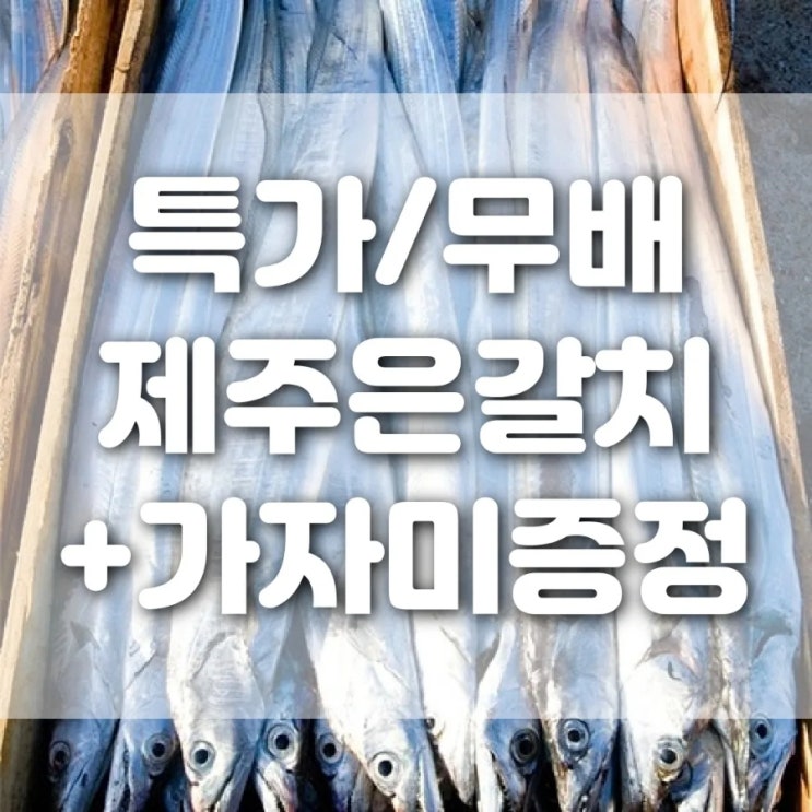  무료배송 제주은갈치3팩 +참가자미 2마리 증정
