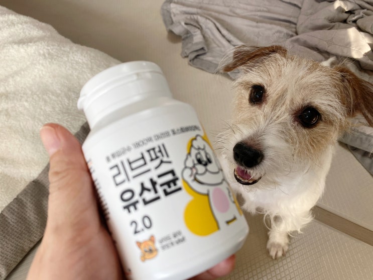  강아지 배에서 꾸르륵 복명음이 난다면 리브펫 유산균!