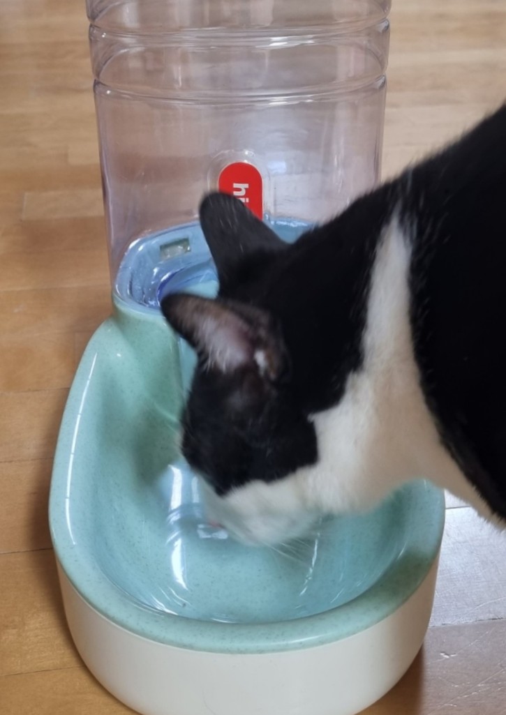  고양이 자동 급식기, 밥그릇 추천