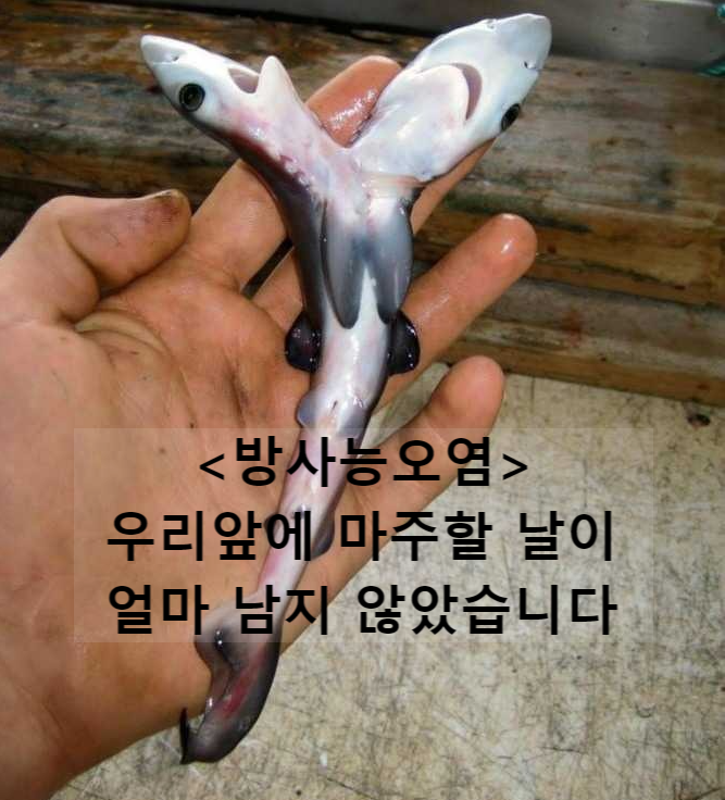 설 명절 차례상, 내년부터 일본 원전 방사능 생선 ? ㅠㅠ 설 명절 차례상, 내년부터 일본 원전 방사능 생선 ? ㅠㅠ