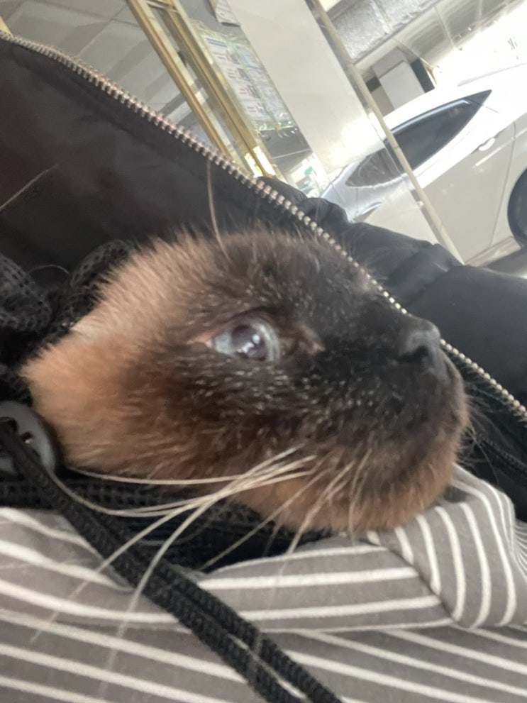  22/1/30 롱롱이 검진 #신부전고양이
