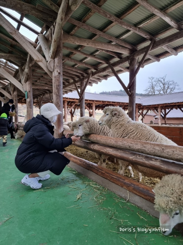  [여행기] 7번국도를 따라 올라가는 동해안 자동차 여행 0일차, 1일차| 영덕, 울진, 평창, 강릉, 양양