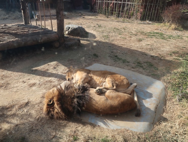  광주 근교 가볼만한곳 패밀리랜드 우치공원 동물원