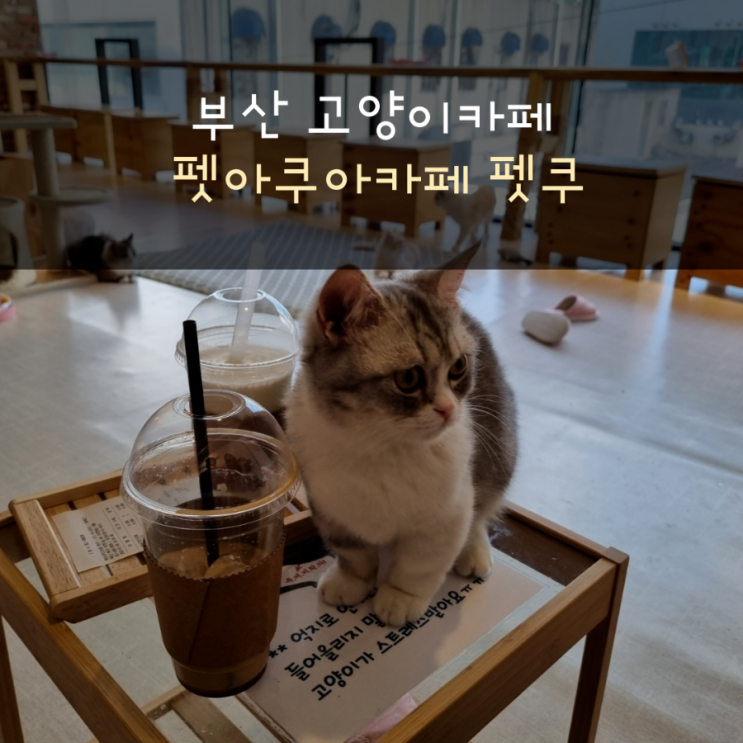  [부산 고양이카페] 펫아쿠아카페 펫쿠