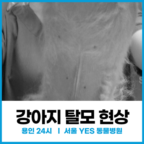  [탈모클리닉] 강아지 포메라니안 탈모 현상,