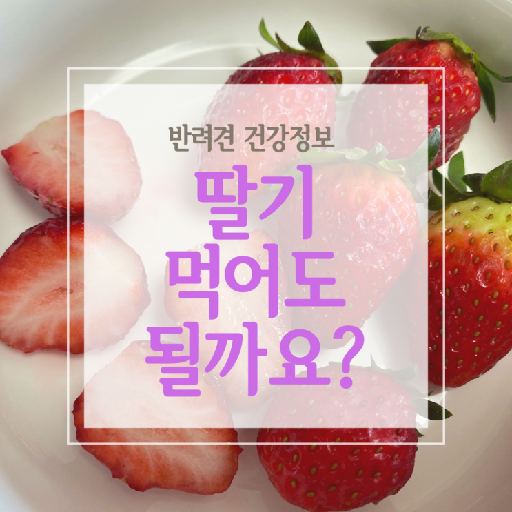  강아지 딸기 먹어도 되나요? 효능과 주의사항을 알아봅니다