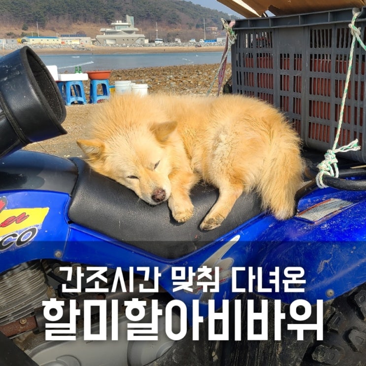 할미할아비바위 썰물에 맞춰 다녀왔어요 할미할아비바위 썰물에 맞춰 다녀왔어요