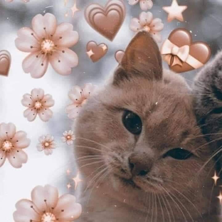 귀여운 고양이 커플프사, 동물 우정프사, 커플배사 모음 3 : 네이버 블로그 귀여운 고양이 커플프사, 동물 우정프사, 커플배사 모음 3 : 네이버 블로그