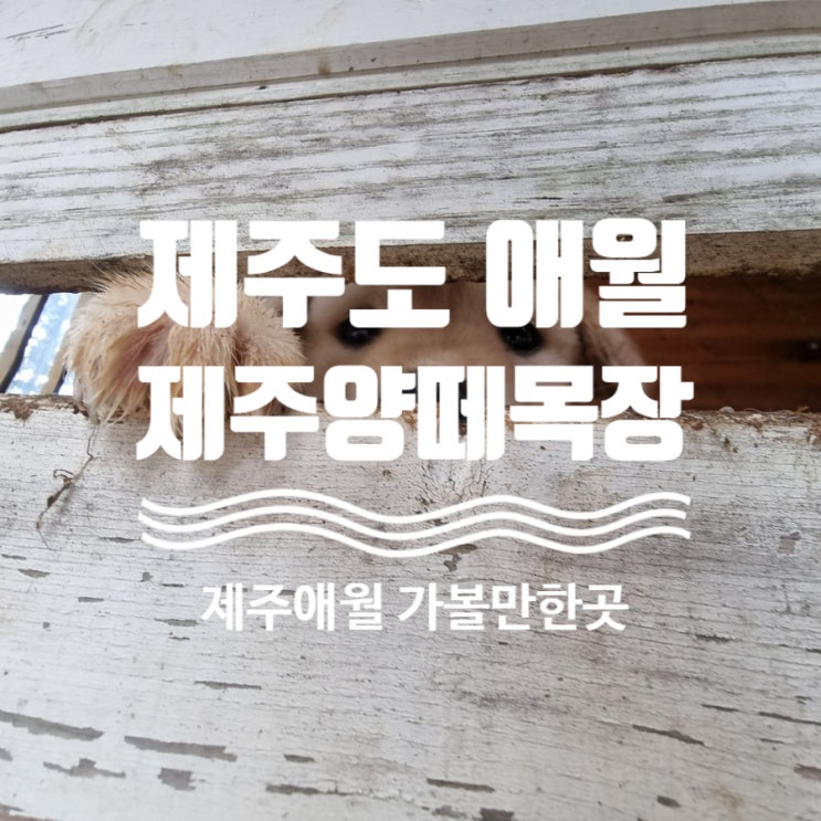  제주양떼목장 ( 제주아이와 가볼만한곳 )제주동백꽃 제주힐링 제주가볼만한곳  동물먹이주기체험 제주동물원