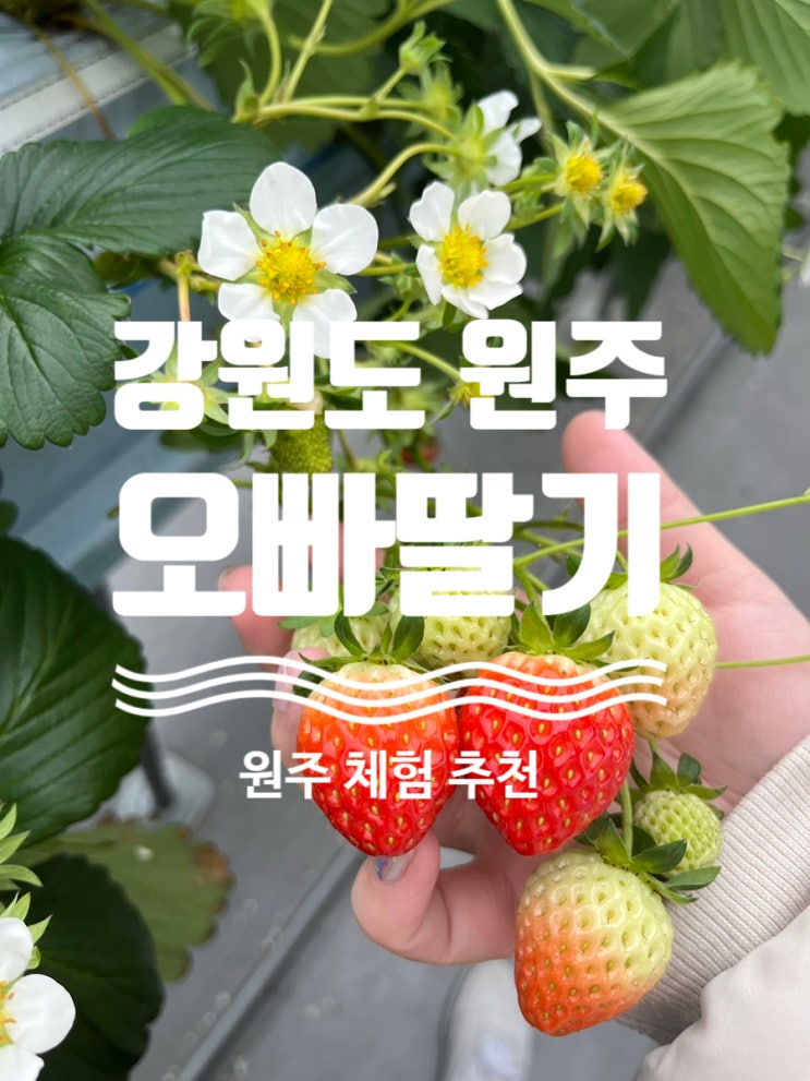  #리얼후기 [ #오빠딸기 ] #원주딸기농장체험 #원주체험 #원주가족체험 #원주딸기체험 #원주가볼만한곳
