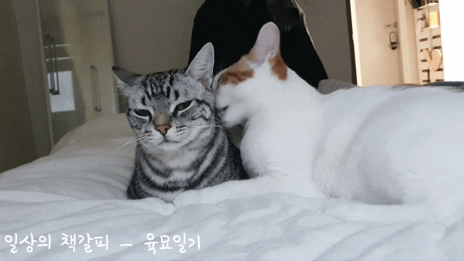  <2인2묘 라이프> 2022. 1. 27.~28. 사이좋은 고양이들