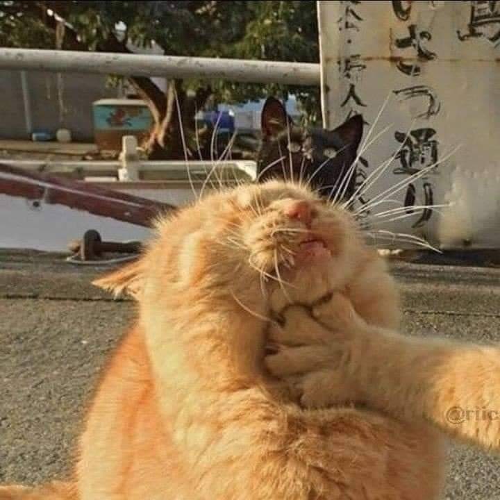 귀여운 고양이 커플프사, 동물 우정프사, 커플배사 모음 3 : 네이버 블로그 귀여운 고양이 커플프사, 동물 우정프사, 커플배사 모음 3 : 네이버 블로그