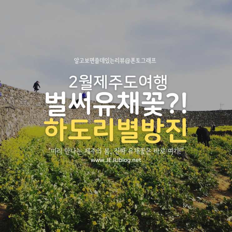  2월 제주도 여행 하도리 별방진에서 미리 만나는 봄~ 이것이 리얼 유채꽃 풍경!