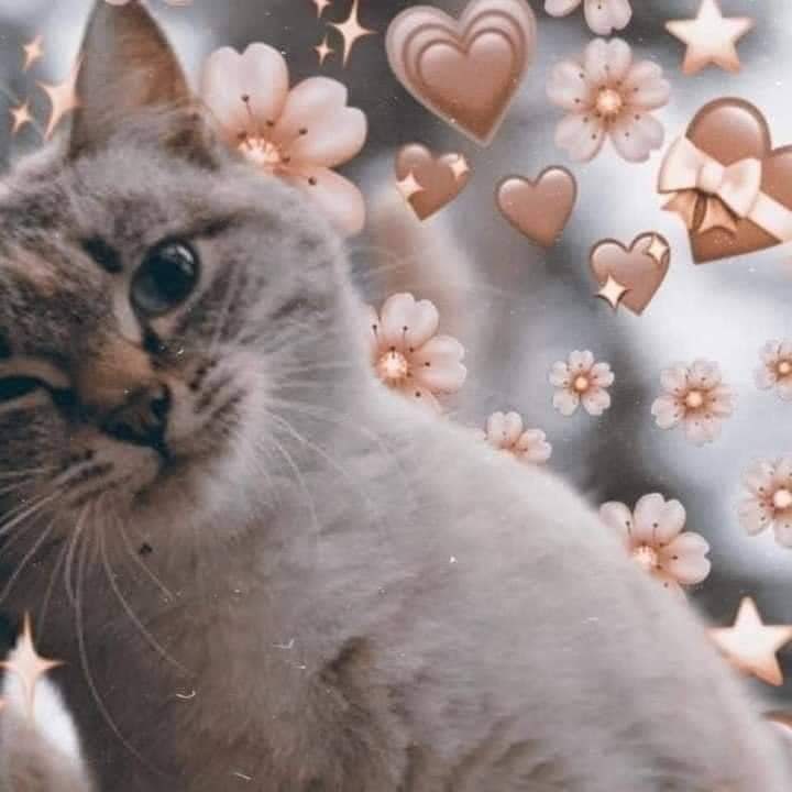 귀여운 고양이 커플프사, 동물 우정프사, 커플배사 모음 3 : 네이버 블로그 귀여운 고양이 커플프사, 동물 우정프사, 커플배사 모음 3 : 네이버 블로그