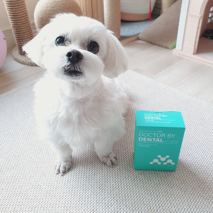  치아에서 잇몸까지 건강하게 프리미엄 구강보조제 닥터바이 덴탈