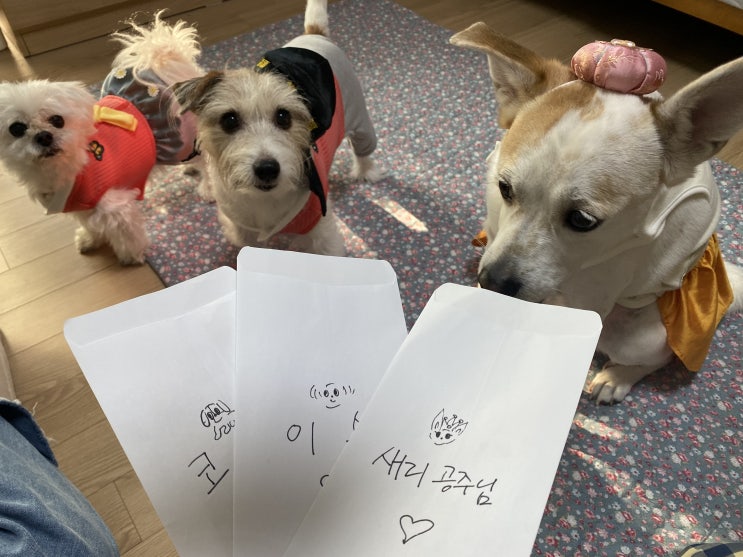  강아지 설빔, 한복 입고 세뱃돈 받았어요!