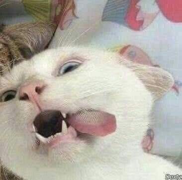 귀여운 고양이 커플프사, 동물 우정프사, 커플배사 모음 3 : 네이버 블로그