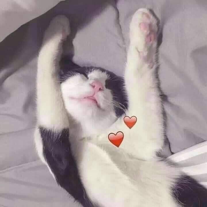귀여운 고양이 커플프사, 동물 우정프사, 커플배사 모음 3 : 네이버 블로그 귀여운 고양이 커플프사, 동물 우정프사, 커플배사 모음 3 : 네이버 블로그