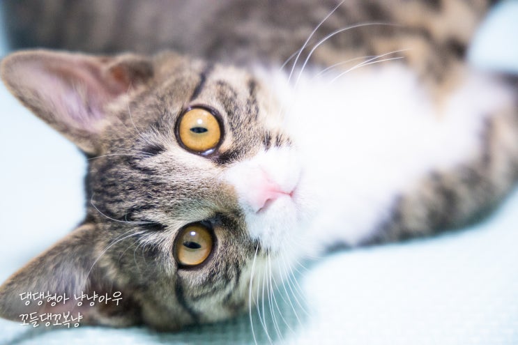 고양이 동공 크기 변화와 눈동자 움직임으로 보는 눈 의미