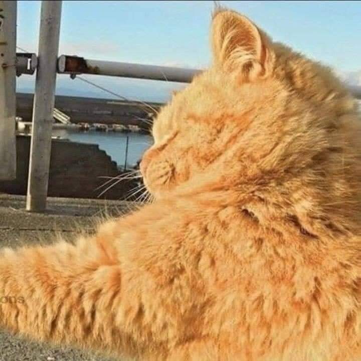 귀여운 고양이 커플프사, 동물 우정프사, 커플배사 모음 3 : 네이버 블로그 귀여운 고양이 커플프사, 동물 우정프사, 커플배사 모음 3 : 네이버 블로그