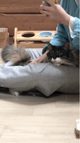  [내 고양이 내가 덕질하기] 22년 1월 23일 - 29일