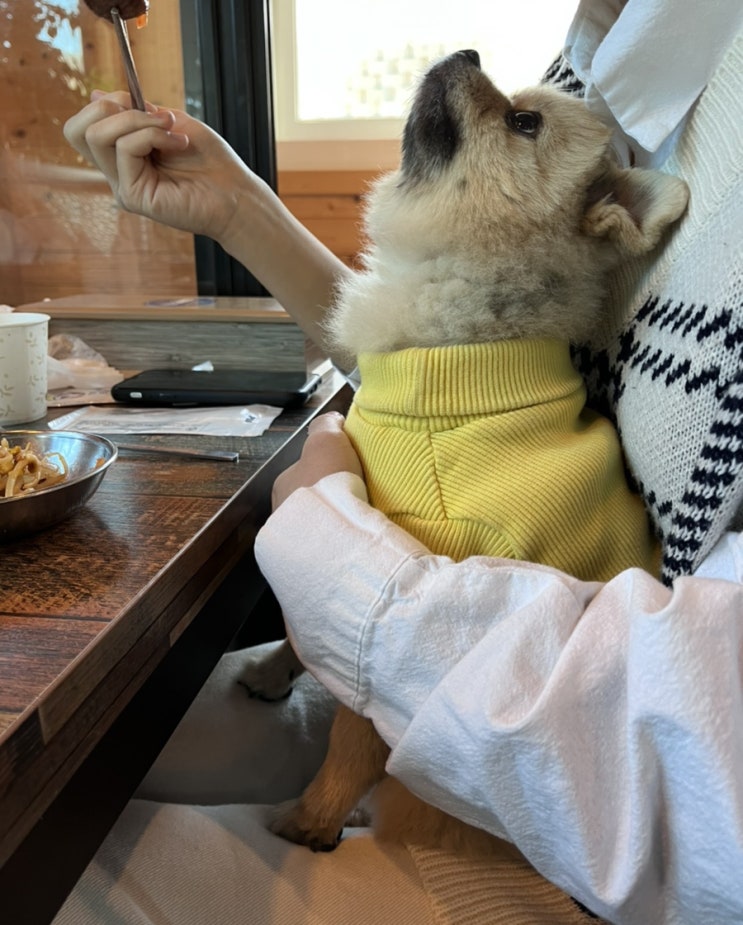  애견동반식당 견애가 다녀옴 부모님돈부모님산ㅋ