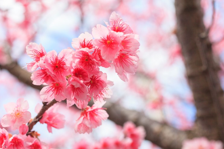 [랜선 타고 일본여행] 일본에서 가장 빨리 피는 오키나와 벚꽃 • 야에다케 벚꽃축제 2022【오키나와현】