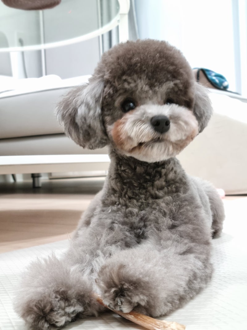 토이 푸들 아니면 미니 푸들? 6개월 됐고, 8.4파운드, 키는 14인치, 길이는 15인치야. 토이 푸들 중에 더 작고 가벼운 애들  많이 봤는데, 미니 푸들 중에서도 더 큰 애들 봤거든. 엄마는 토이 푸들인데, 걔가, image size:800x1067