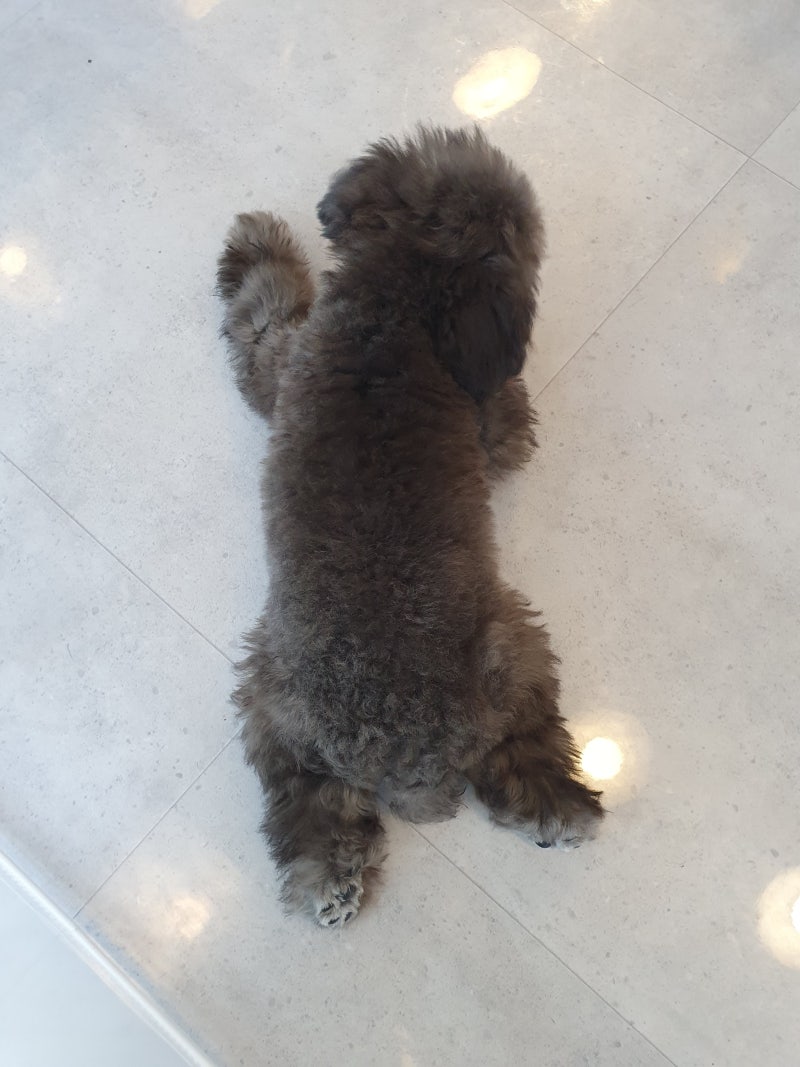 토이푸들강아지 첫 미용 | TikTok, image size:800x1067