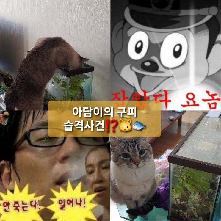  아담이의 구피습격사건⁉️(feat.명절후유증c)