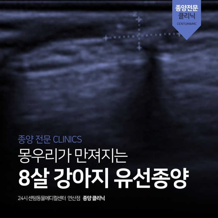  8살 강아지 <유선종양> (24시 센텀동물메디컬센터 연산점, 부산 종양 전문 동물병원)