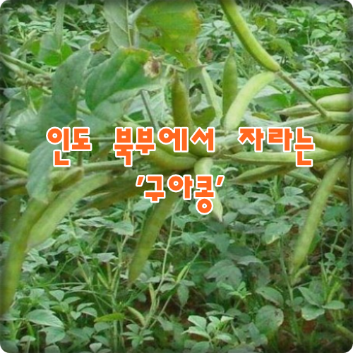  구아검가순불해물(식물성 프리바이오틱스) 효능