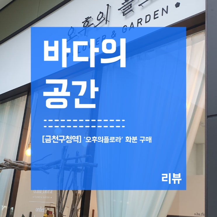  [금천구청역] 오후의플로라 키우기 쉬운 화분 구매!
