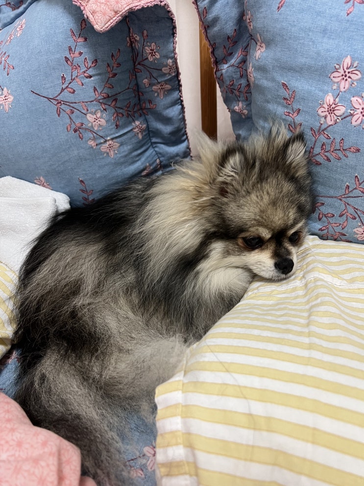  졸린 꾸꾸