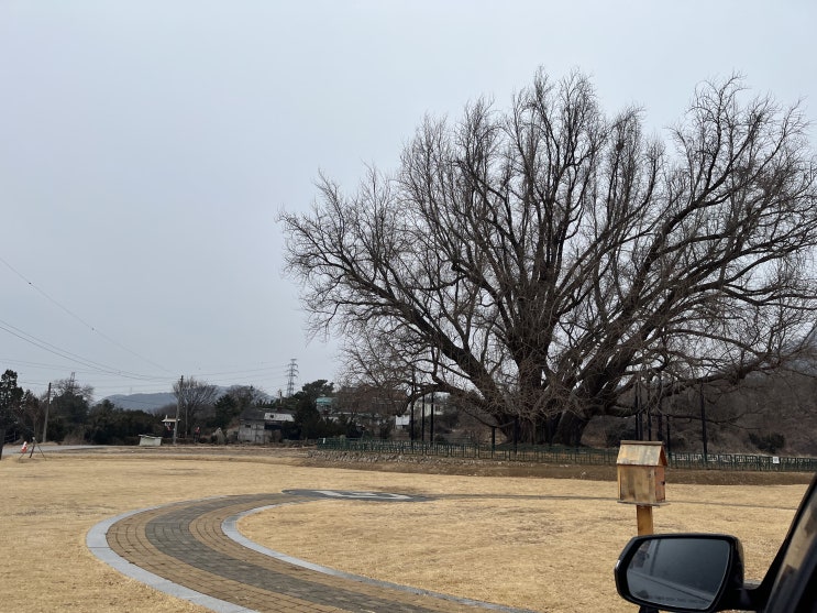  문막 겨울 반계리은행나무