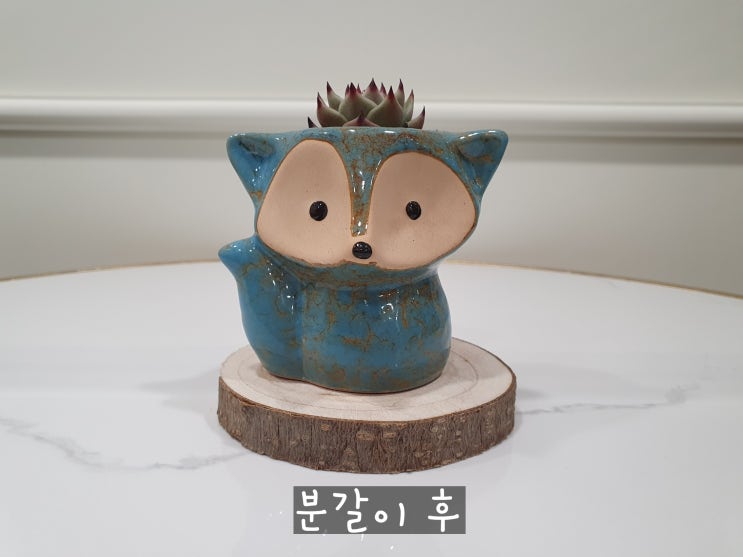  다육이 블루드래곤 질석으로 뿌리내려요.
