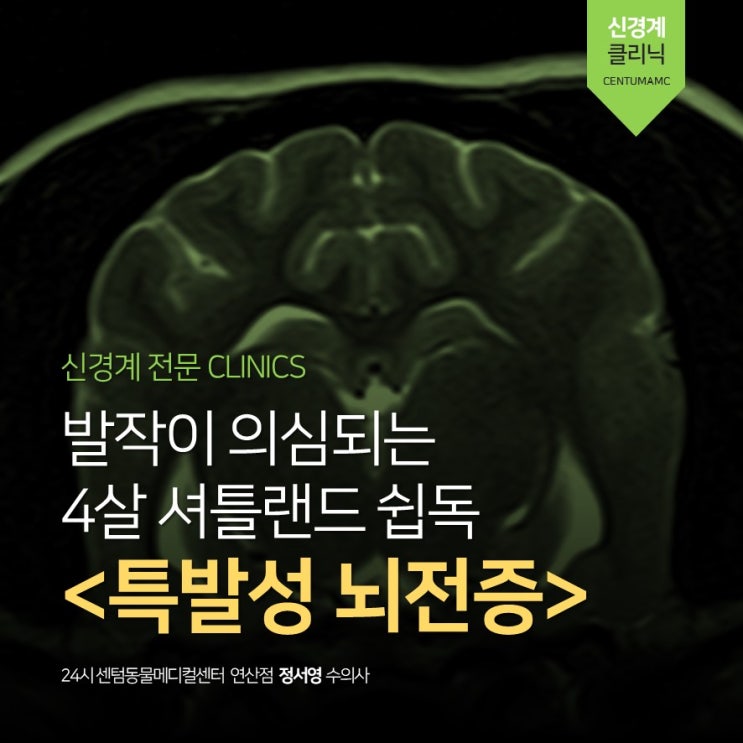  4살 셔틀랜드 쉽독 <특발성 뇌전증> 발작, MRI (부산 신경계 전문 동물병원, 24시 센텀동물메디컬센터 연산점)