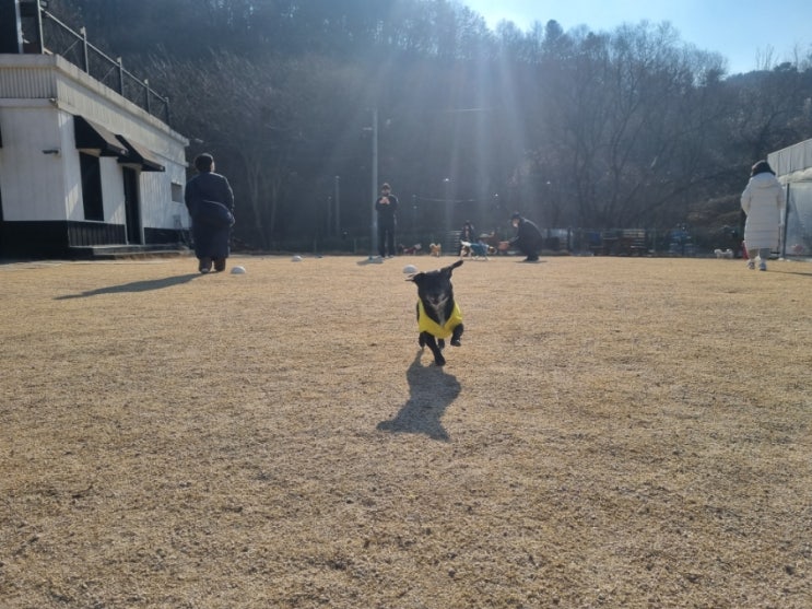 애견카페 애견운동장 강아지놀이터 방문시 꼭 지켜야할 펫티켓 5가지