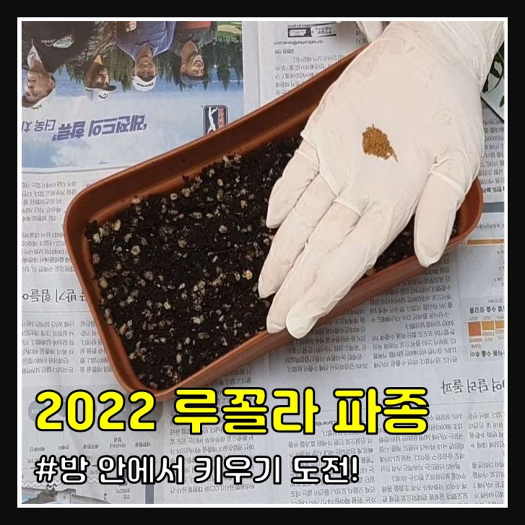 2022 루꼴라 키우기 (파종)