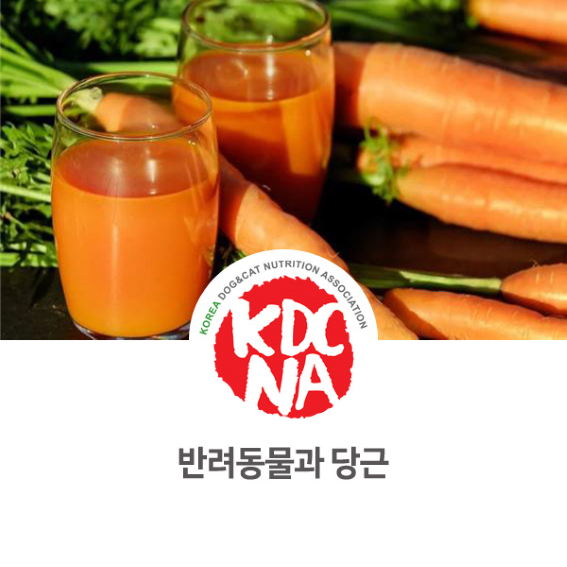  정유경 펫영양사가 알려주는 반려동물과 당근 [한국반려동물영양협회/펫푸드자격증/반려동물영양전문강사/강아지자연식/강아지화식/펫푸드수업/익산/대전/광주/당진/홍성/공주_976]