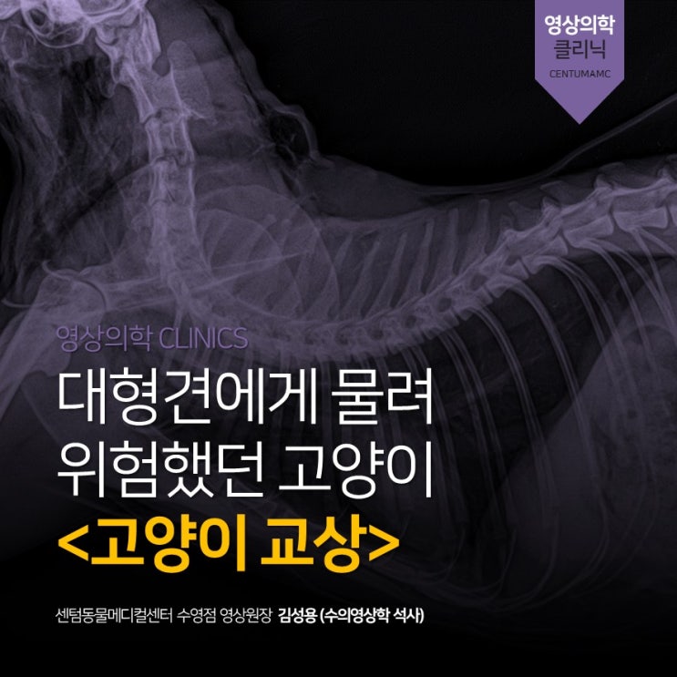  고양이 교상(물린 상처) (부산 센텀동물메디컬센터 수영점, 영상분석 전문 동물병원)