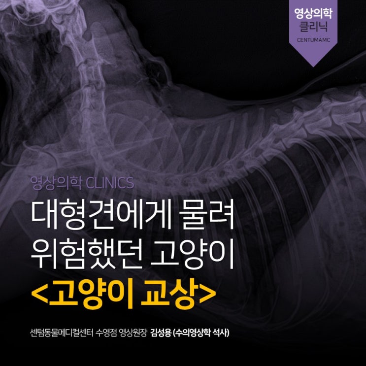 고양이 교상(물린 상처) (부산 센텀동물메디컬센터 수영점, 영상분석 전문 동물병원)