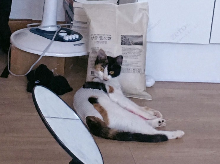  옥스토리) 고양이 중성화수술 후기 환묘복 실밥풀기 중성화수술 회복하기