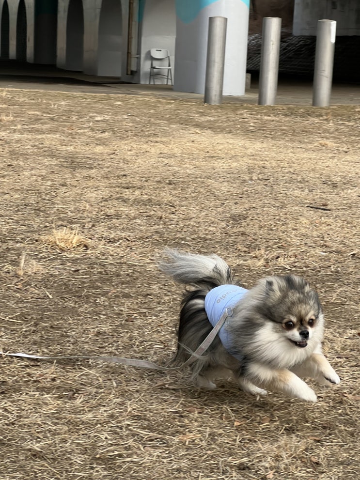  산책갈때는 패딩이 최고에요