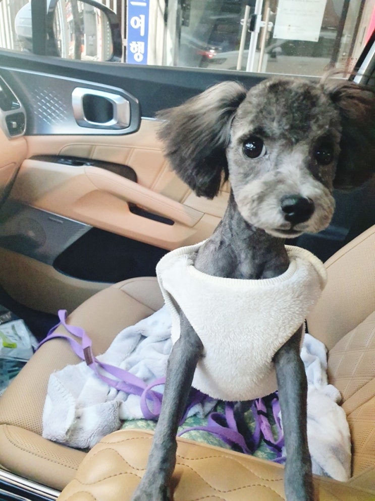  실버푸들 푸들미용 강아지배넷미용