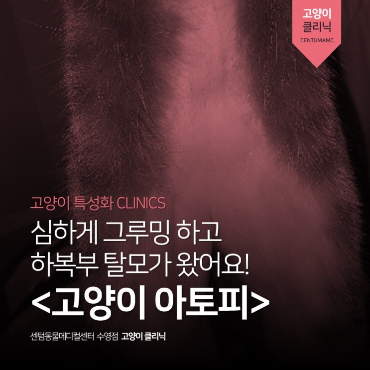7살 고양이 아토피 (부산 고양이 동물병원, 센텀동물메디컬센터 수영점)