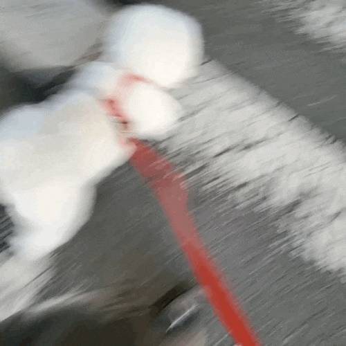  강아지 목줄 길이 2M 제한