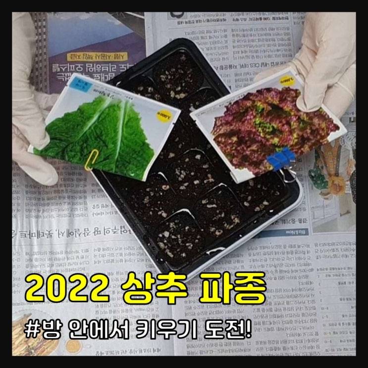 2022 상추 키우기 (파종)